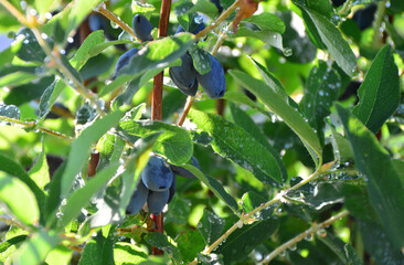 Close-up of Honeysuckle Berries on a Bush with Water Droplets and sunlight