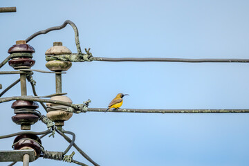 Obraz premium Olive-backed Sunbird (Cinnyris jugularis) or Ornate Sunbird (Cinnyris ornatus) perched on a power line with blue sky. Close up a little yellow bird on the high voltage tower.