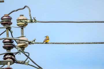 Olive-backed Sunbird (Cinnyris jugularis) or Ornate Sunbird (Cinnyris ornatus) perched on a power...