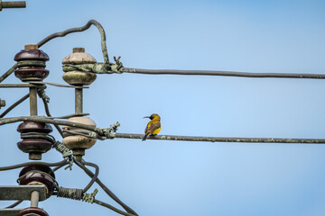Olive-backed Sunbird (Cinnyris jugularis) or Ornate Sunbird (Cinnyris ornatus) perched on a power...