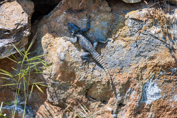 Eine Kaukasus-Agame (Paralaudakia caucasia) beim Sonnenbaden.