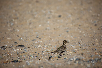 Ein Stelzenartiger Vogel auf Kreta gefunden. © boedefeld1969
