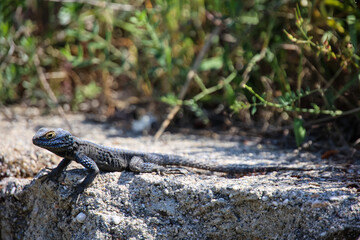 Eine Kaukasus-Agame (Paralaudakia caucasia) beim Sonnenbaden.
