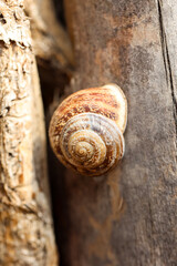 Schneckenhaus an einem Baumstamm.