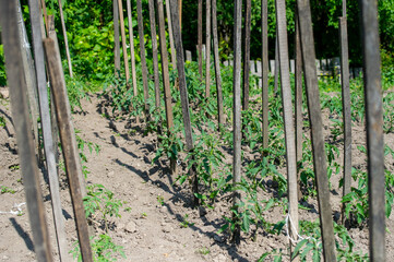 rows of plants of tomatoes in a garden