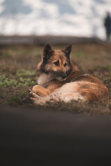 A dog is resting on the grass