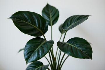 Dark Green Tropical Houseplant with Lush Foliage Against White Background