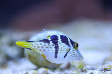 Ein Sattelkugelfisch im Meerwasseraquarium.
