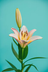 Fototapeta premium Pale pink lily, bud, and leaves against teal. 