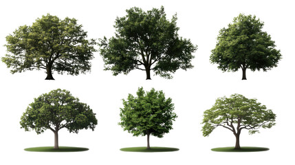Obraz premium Set of lush green trees with dense dark leaves and natural foliage isolated on white background