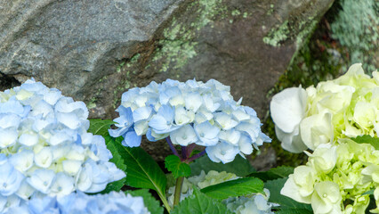 岩場を背景に淡い青と白の紫陽花が咲くクローズアップ