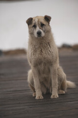 The dog sits and looks at me