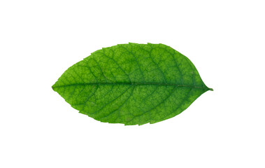 green leaf isolated on transparent background