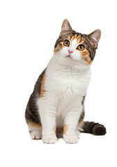Adorable Calico Cat Sitting, Posing for Photo  A Stunning Image of a Domestic Shorthair Cat with Striking Tricolor Fur