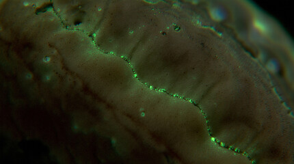  Microphotography Close-Up of Alien Skin Texture Covered with Bioluminescent Pores and Soft Glowing Veins Beneath the Surface, Surreal Macro Sci-Fi Scene with Rich Detail and Otherworldly Atmosphere