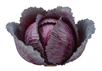 Large purple cabbage isolated on white or transparent background. PNG
