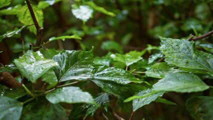 Lush green leaves with raindrops in natural outdoor setting in spain highlighting nature's beauty and vibrant greenery