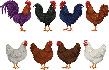 Farm Animal Illustrations: Diverse Roosters and Hens in Vibrant Colors for Creative Projects