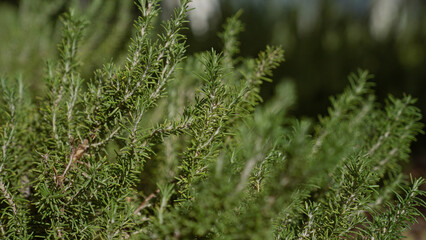 Rosemary plant with lush green leaves growing outdoors in murcia, spain, showcasing its vibrant and aromatic beauty under natural sunlight.