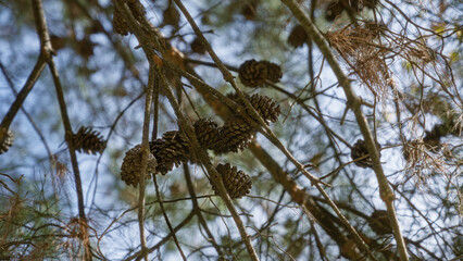 Pine cones hanging from branches of aleppo pine in sunny murcia outdoor setting, capturing natural beauty and serene forest atmosphere.