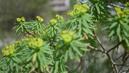Vibrant green euphorbia plant with distinctive yellow flowers in outdoor setting in mallorca, spain, showcasing natural beauty and lush foliage.