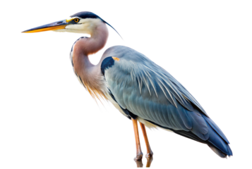 Heron bird with a white background.