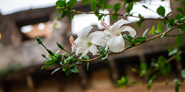 White flower in bloom