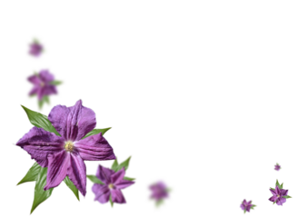 Postcard with purple flowers on a transparent background