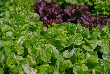 Organic green spinach thriving in controlled hydroponic environment. No soil