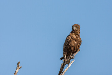 South Africa, Kruger National Park, Brown Snake-Eagle (Circaetus cinereus)