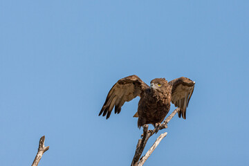 South Africa, Kruger National Park, Brown Snake-Eagle (Circaetus cinereus)