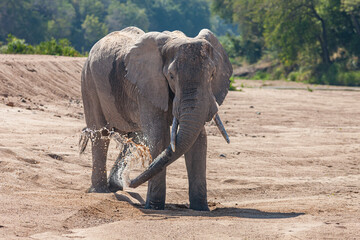 South Africa, Kruger National Park, African Elephant (Loxodonta africana) dowzing water in a dry river