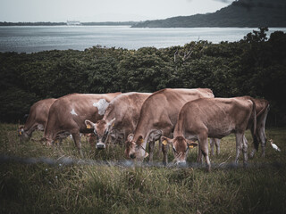 石垣島周辺の牛
