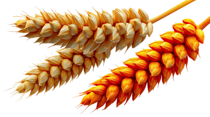 Golden Wheat Stalks: A close-up shot showcasing a pair of ripe, golden wheat stalks, symbolizing the harvest's bounty, a staple of human diet, and the beauty of agriculture.