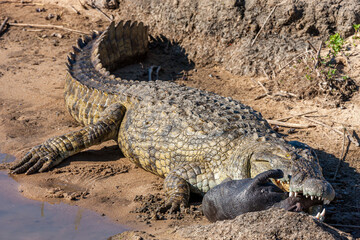 South Africa, Kruger National Park, Nile Crocodile (Crocodylus niloticus)