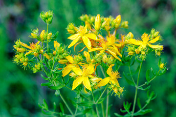 Hypericum perforatum. St. John's wort. Plant with yellow inflorescences.