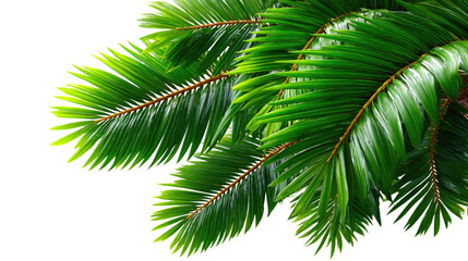 Vibrant Green Palm Fronds: A captivating close-up showcases the intricate beauty of fresh, verdant palm fronds, their vivid green hues suggesting life, freshness, and the serenity of nature.