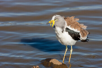 South Africa, Kruger National Park, White-crowned / White-headed Lapwing / Plover (Vanellus...