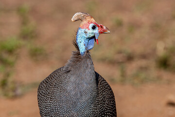 South Africa, Kruger National Park, Helmeted Guineafowl (Numida meleagris)