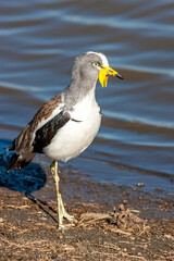 South Africa, Kruger National Park, White-crowned / White-headed Lapwing / Plover (Vanellus albiceps)