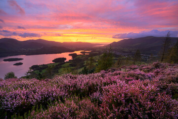 Beautiful summer sunset over Derwentwater with vibrant purple heather. Lake District, UK.