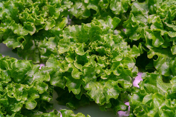 Hydroponic iceberg lettuce grows in smart,pesticide-free greenhouse.Close leaves