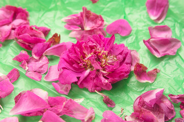 Drooping rose petals and rose hip flowers on green plastic background. Selective focus on a rosehip bud