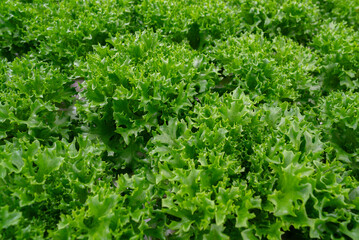 Growing eco plants lettuce salad, batavia plantation in hydroponic conditions.
