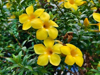 Obraz premium Alamanda flower (Allamanda cathartica) in the afternoon