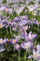 Field of purple crocuses in spring. Close-up