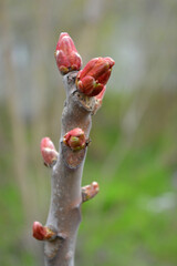 Bright, colorful nature, green grass on the lawn in spring. Thick shoots, brown branches, a trunk with buds on a tree.