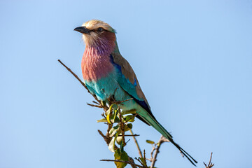 South Africa, Kruger National Park, Lilac-breasted Roller (Coracias caudatus)