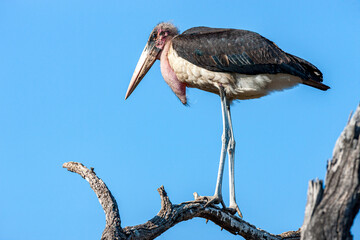 South Africa, Kruger National Park, Marabou Stork (Leptoptilos crumenifer)