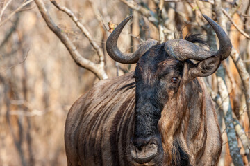 South Africa, Kruger National Park, Blue Wildebeest (Connochaetes taurinus)